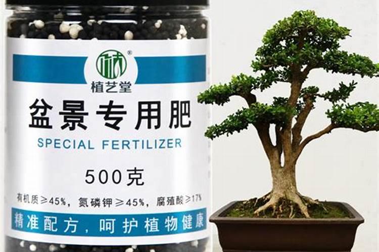 赋予盆景植物生命力：有机肥施肥管理的艺术