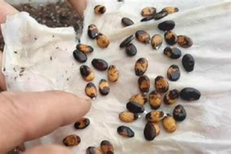 揭秘西瓜种子催芽的科学方法？