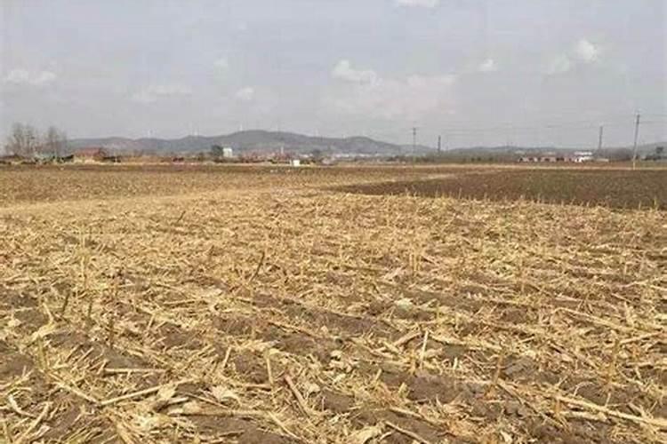 多年秸秆还田玉米咋还缺锌？