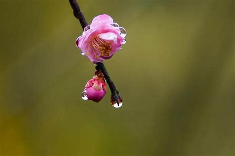 绽放冬日：梅花与磷钾肥的完美交响