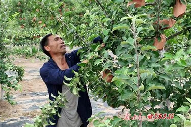 夏季幼果期：优质高效苹果园管理技术要点