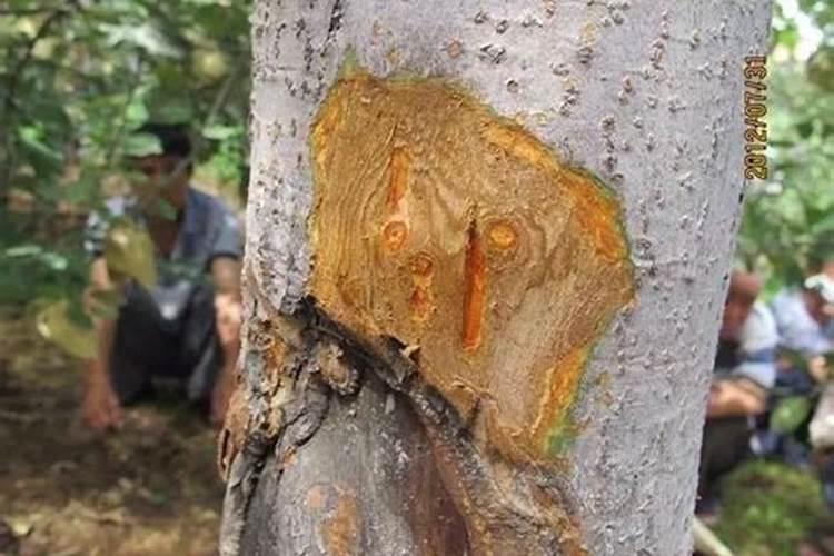 种苹果病虫害中后期防治