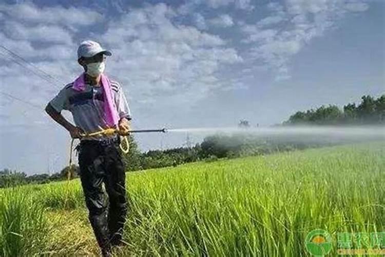 田野守护：解决水稻不正当混用药物引发的药害之道