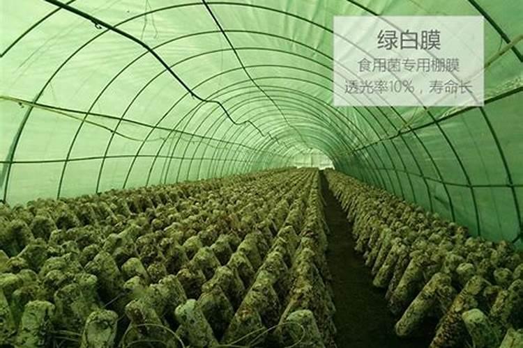 棚室覆盖薄膜栽培技术一