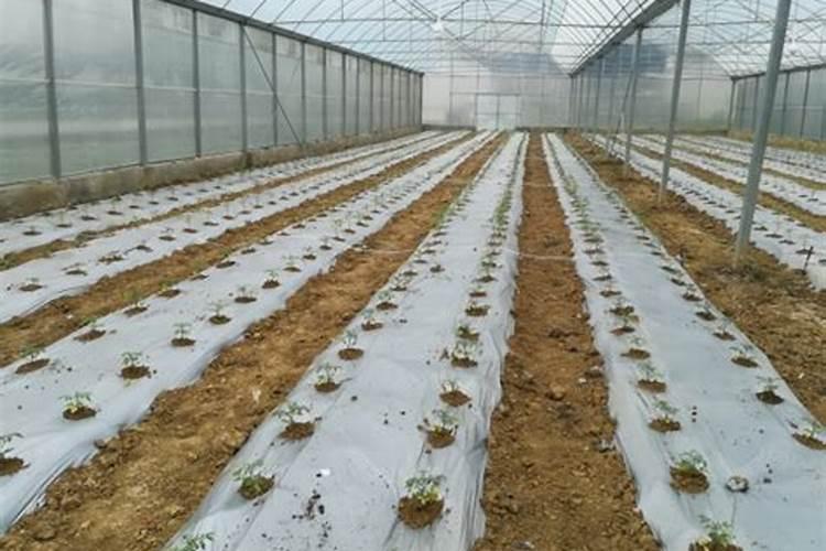 在种植棚室蔬菜的过程中,覆盖地膜一定要注意哪些呢？