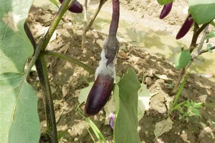 茄子绵疫病方法？