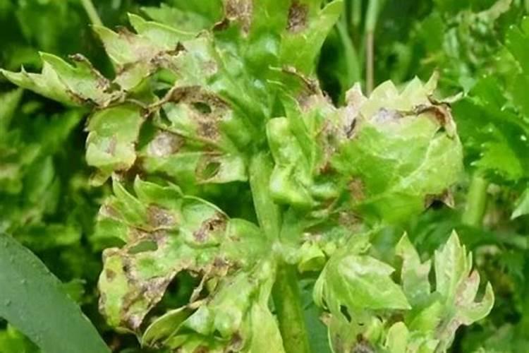 芹菜晚疫病的农业防治和药剂防治