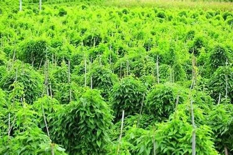 山药种植应该如何施肥？山药的需肥特点是什么？