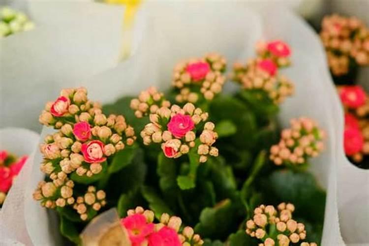 长寿花盛开期，施肥有讲究