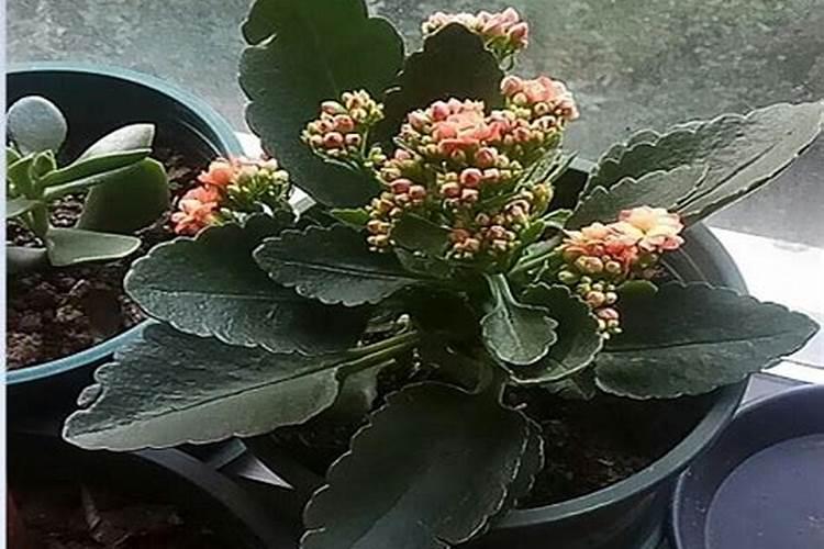 长寿花开花时能<a href=