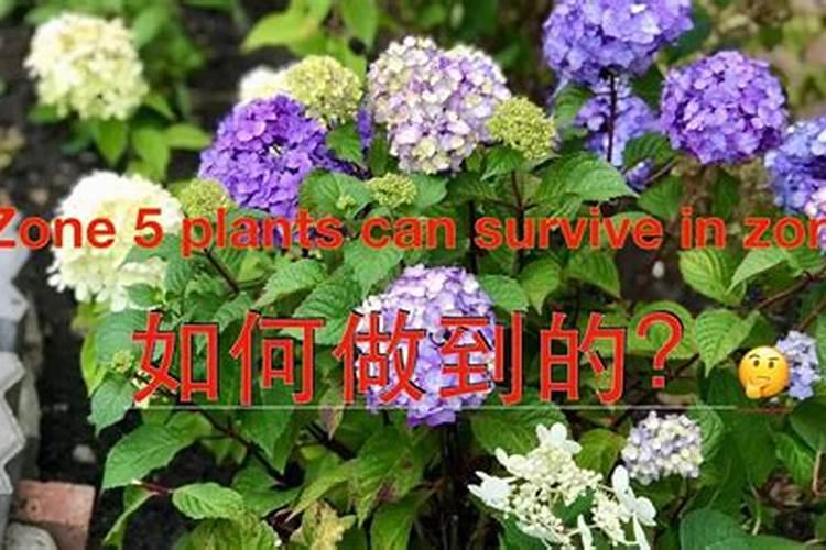 保护植物安全过冬