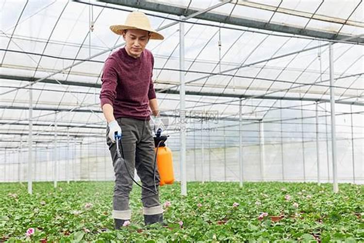 绿色守护：大棚蔬菜农药使用的正确之道