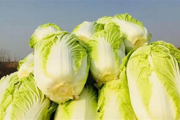 大白菜的黄金种植密度：丰收的秘诀