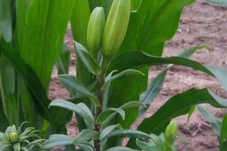 揭秘食用百合的种植秘籍：掌握方法与时机，收获美丽与滋味？