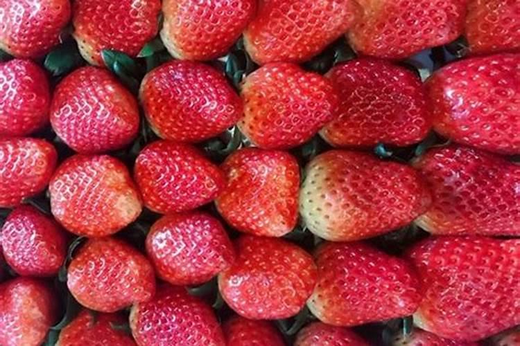 寒冬中的甜蜜：科学施肥助力冬草莓丰收