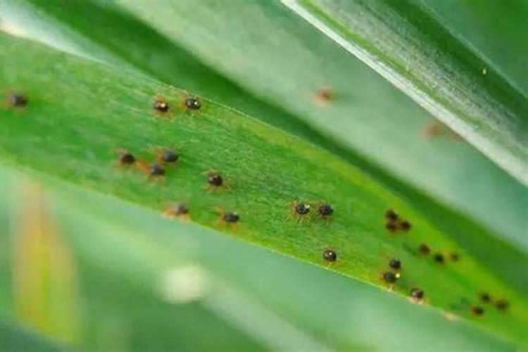 玉米红蜘蛛防治方法：守护绿色丰收的秘诀？