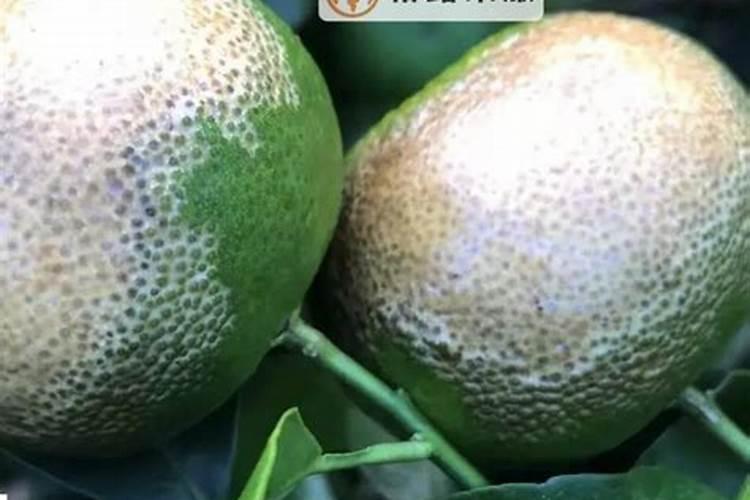 警惕！矿物油农药使用中的隐患与安全准则