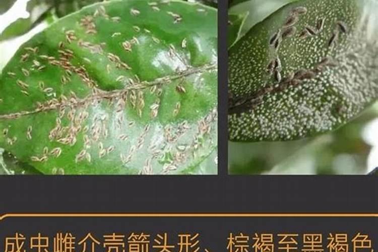 战胜果园之害：芒果蚧壳虫防治全攻略