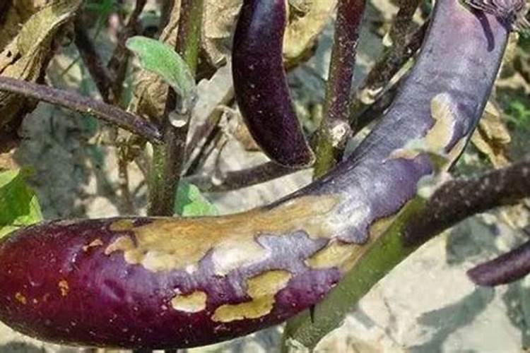 茄子病虫害防治：药物手段的科学应用