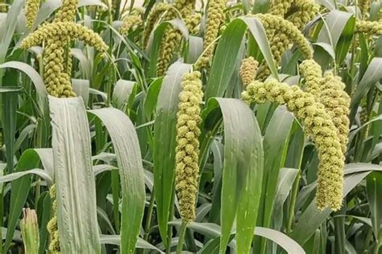谷子地杂草用什么除草剂？