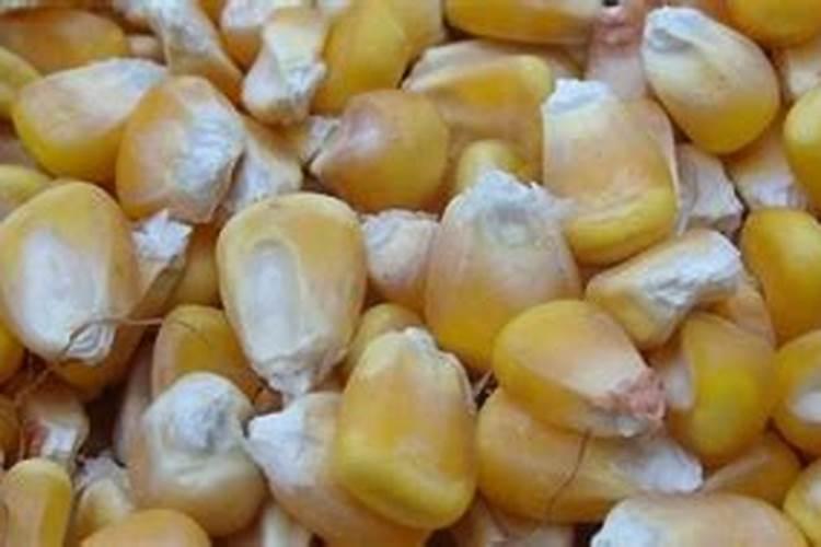 芸苔素拌玉米种子的方法和用量？