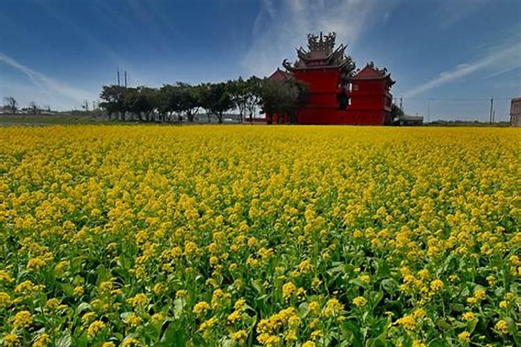 冬日油菜田的呵护之道：管理方法与技巧全解析？