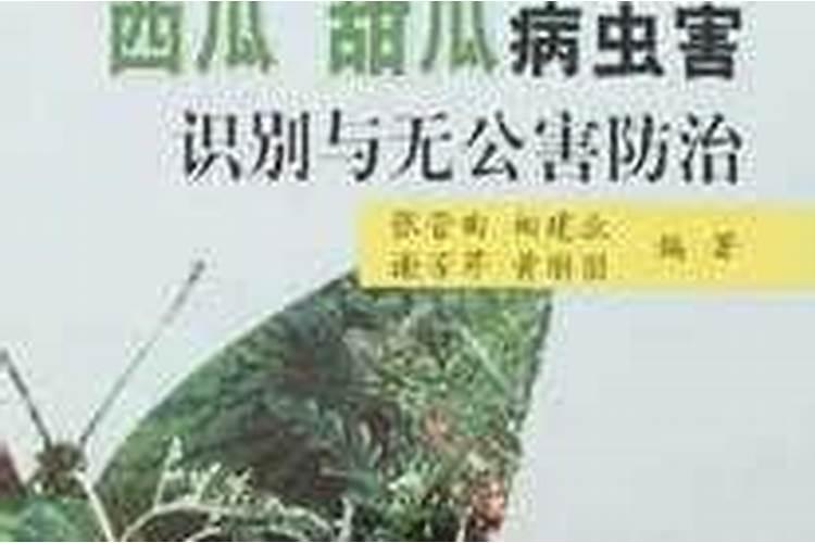 甜瓜病害全解析：识别与防治策略详解