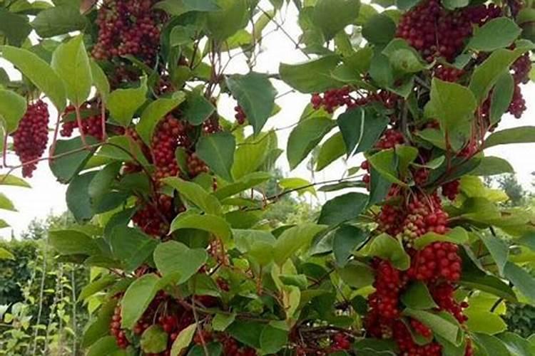 种植五味子使用除草剂会发生什么要害？该如何预防？