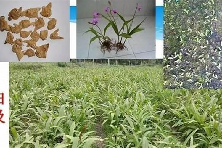 揭秘白鲜皮高产秘籍：种植过程中不可忽视的关键点