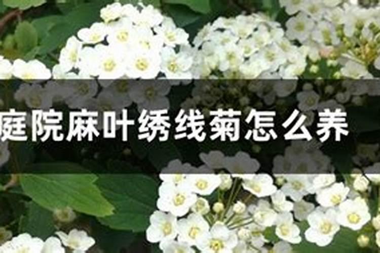 庭院麻叶绣线菊怎么养