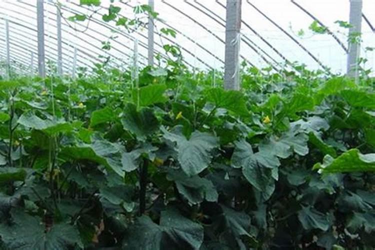 提升大棚蔬菜肥料利用率：方法与策略？