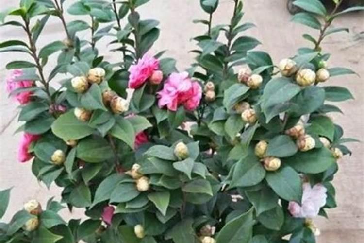 四季茶花的肥料秘诀：绽放四季之美