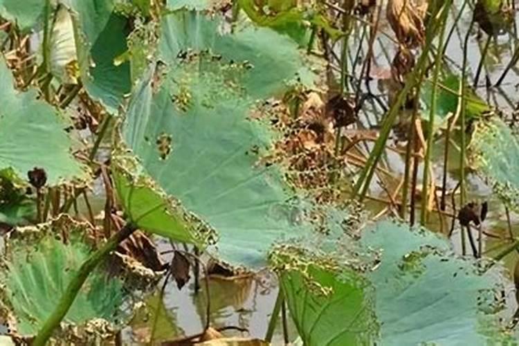 莲藕枯萎病防治全攻略：守护荷塘的生命之源