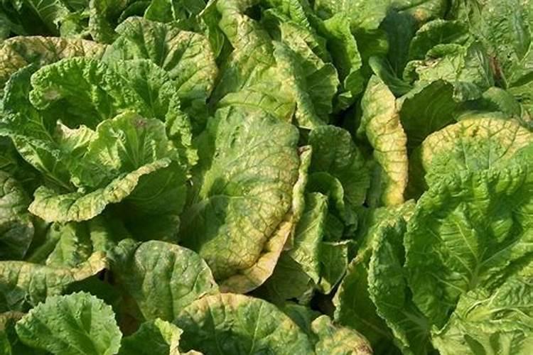 大白菜药害应对策略：从预防到治理的全面指南