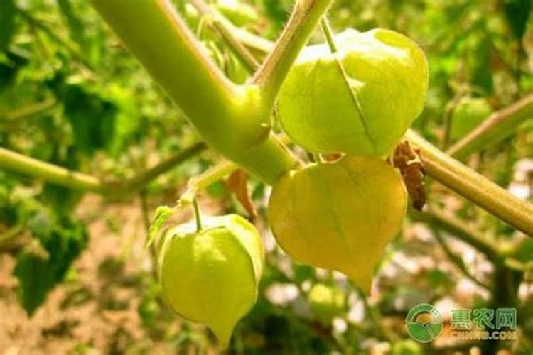 姑娘果的栽培奥秘：掌握种植时间和方法，收获甘甜滋味？