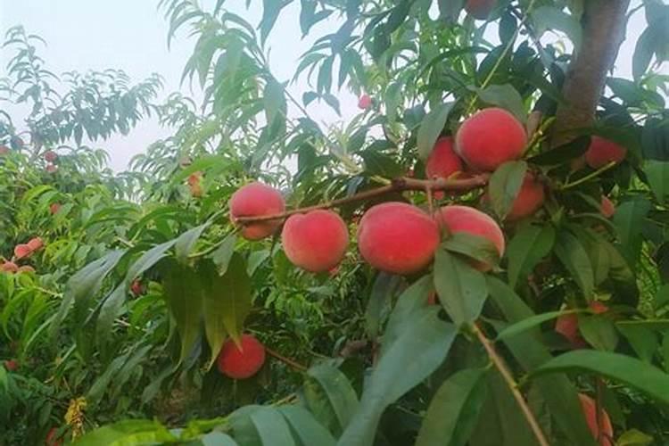 桃树秋季芽大量萌发的原因是什么？