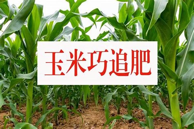 芋头高产秘籍：掌握需肥特点与精准施肥技巧？