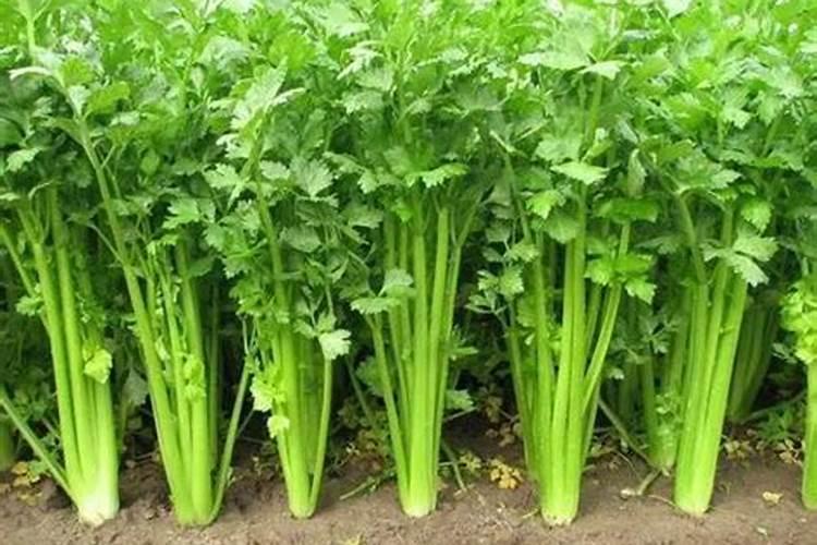 芹菜可以用尿素吗芹菜施用什么肥料好？