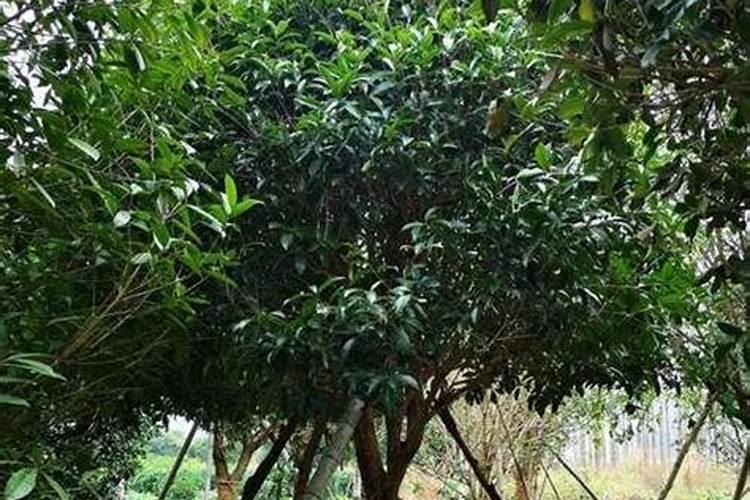 桂花树种植技术和注意事项