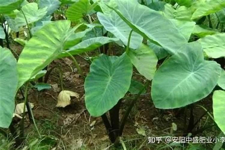 掌握关键：如何正确给芋头施肥？