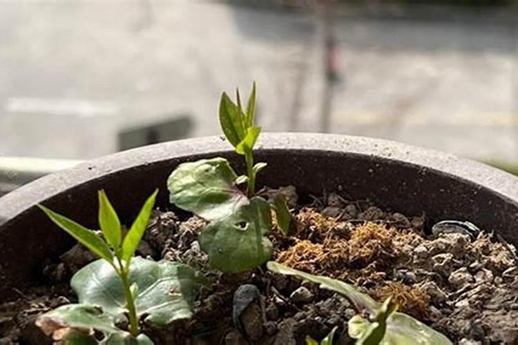 腊梅种子怎么种？浅谈腊梅种子的种植方法