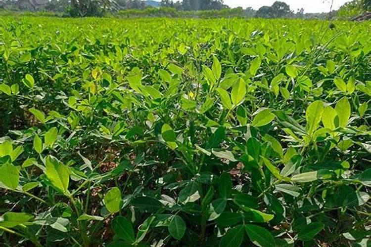 守护绿色宝藏：大豆叶斑病的药物治理策略
