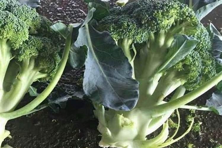 花椰菜缺钙症状？