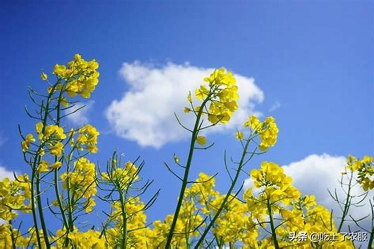 油菜为什么开反花？