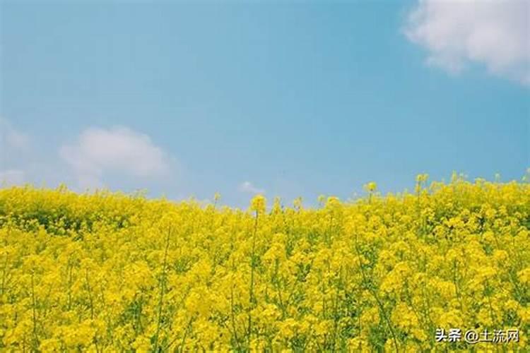 成都油菜花什么时候开