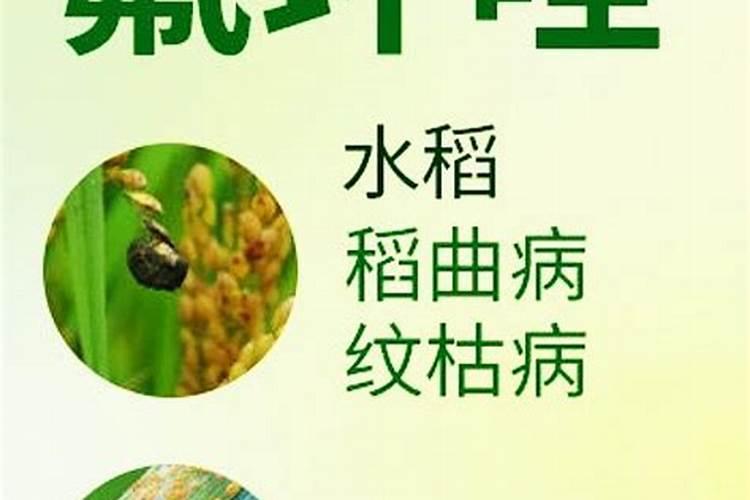 守护绿色生命的盾牌：氟环唑的病害防治与使用要点