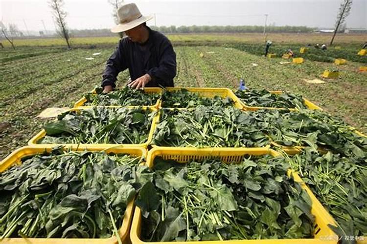 冬季菠菜播种后出苗率不好，是何原因？