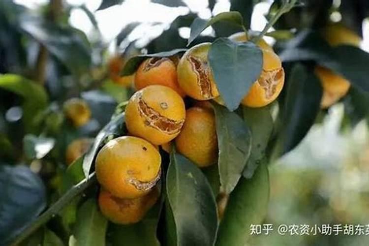 喷施磷酸二轻钾是否会加速沙糖桔裂果？