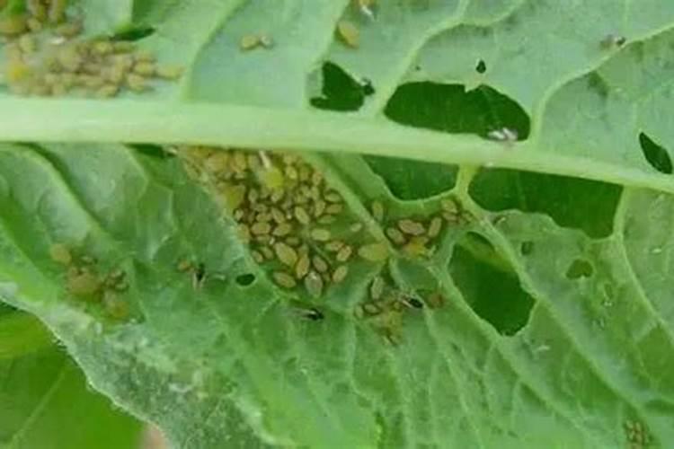 守护绿意盎然：白菜蚜虫防治全攻略