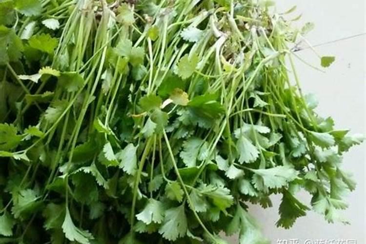 香菜的营养秘诀：正确施肥，丰收在望